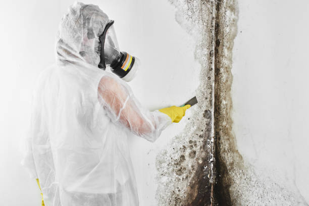 Best Residential Mold Removal  in Ocean Pointe, HI