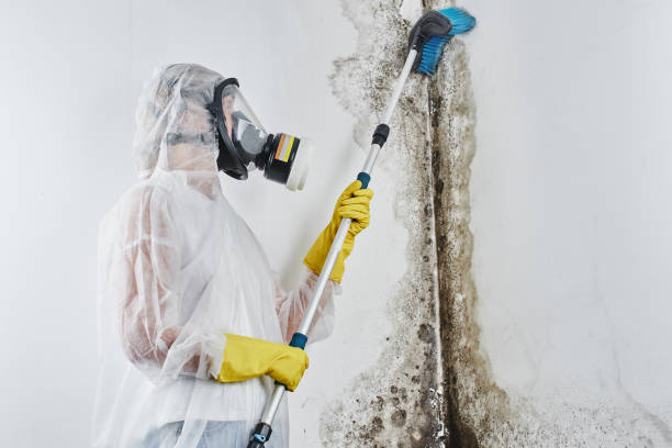 Mold Removal Process in Ocean Pointe, HI