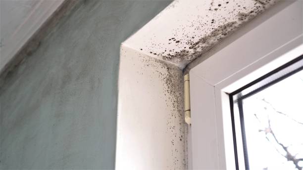 Best Mold Damage Repair  in Ocean Pointe, HI