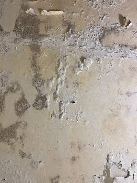 Best Crawl Space Mold Removal  in Ocean Pointe, HI