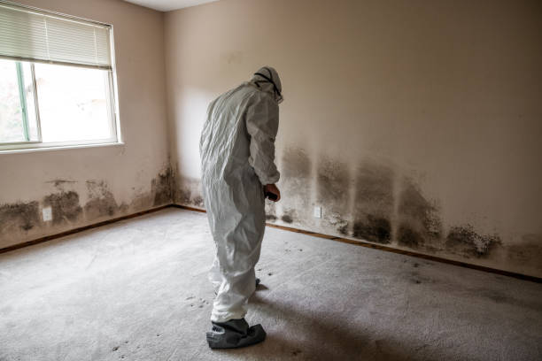 Mold Removal and Inspection in Ocean Pointe, HI