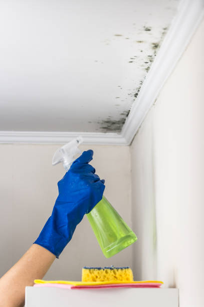 Best Black Mold Removal  in Ocean Pointe, HI